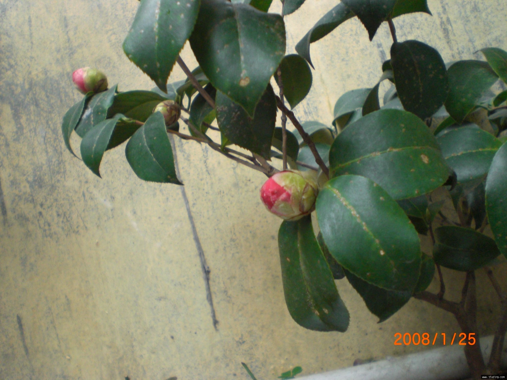 CIMG0727.JPG